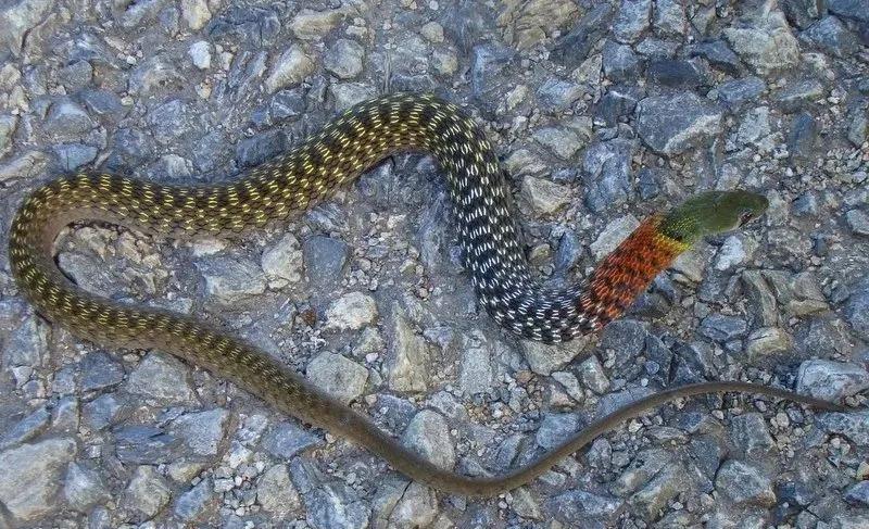 云南毒蛇品种大全及图片,云南毒蛇大全