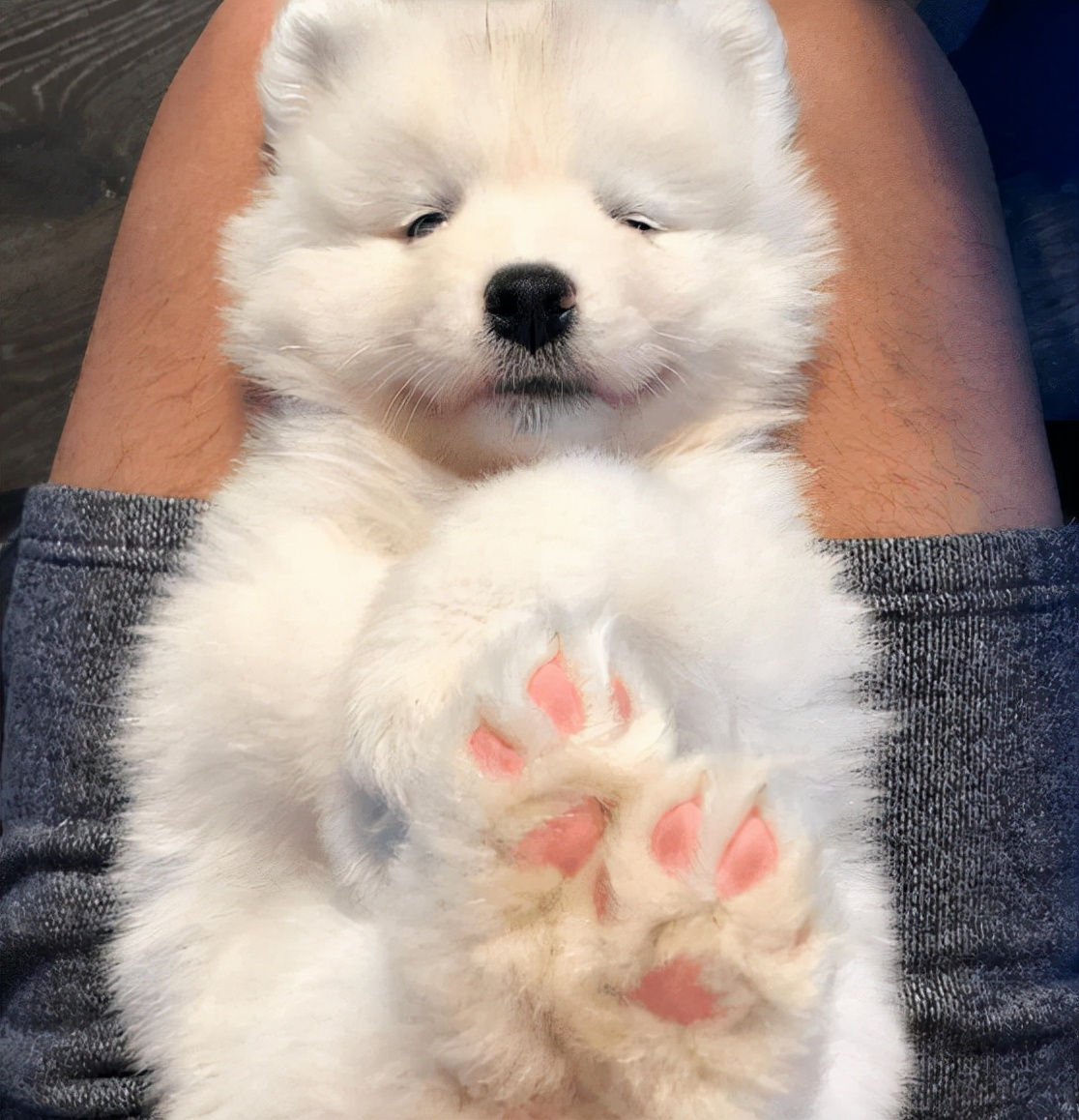 狗狗被握住爪子，马上就缩回来，这是为什么？