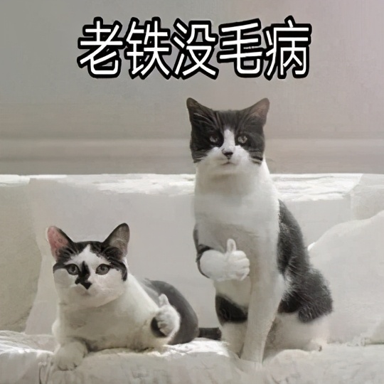 一个月的泰迪拉肚子怎么办,泰迪两个月拉肚子怎么办