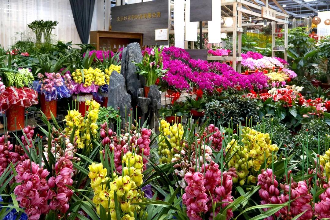 北京年宵花花卉嘉年华,北京迎春年宵花展已开幕