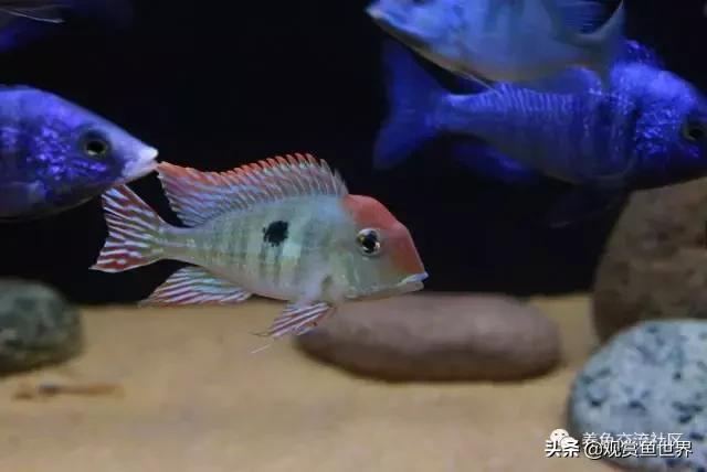 食土鲷一般多大尺寸,食土鲷哪个品种小一点