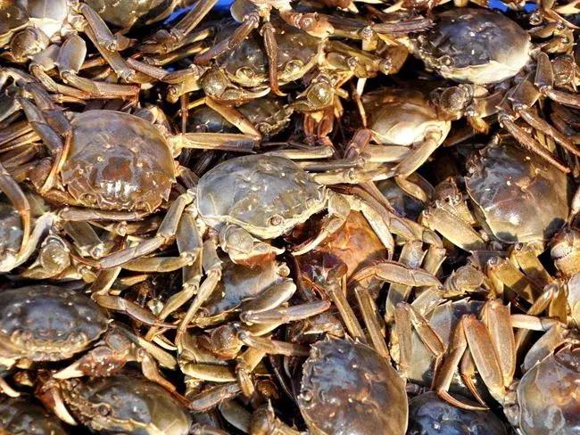 虾蟹缺氧急救方案,蟹塘缺氧怎么解决