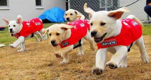 导盲犬是世界上最乖的犬吗,唯一能当导盲犬的狗