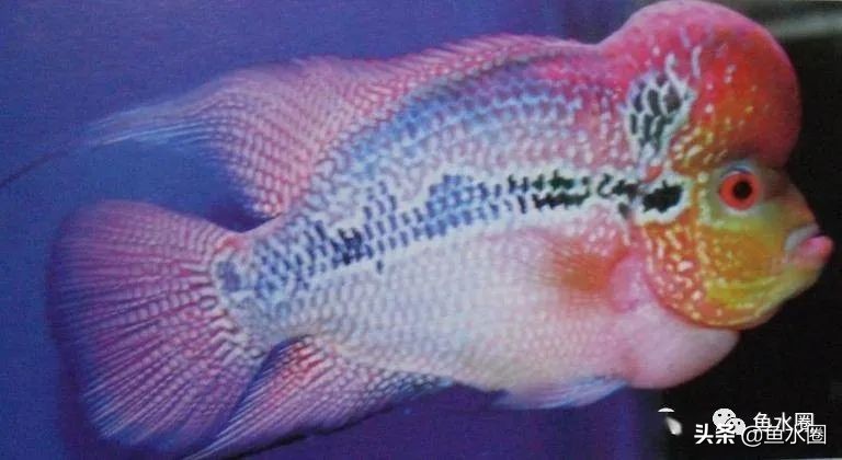 罗汉鱼身上亮片少是什么品种,罗汉鱼血麒麟和火凤哪个品种好