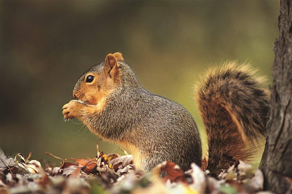 现在宠物市场什么热门,2021宠物市场下滑