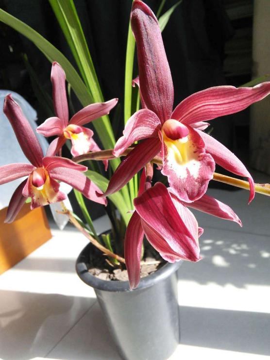 此兰花适合新手，花大色艳，香味袭人，好养易活，开花勤快还便宜