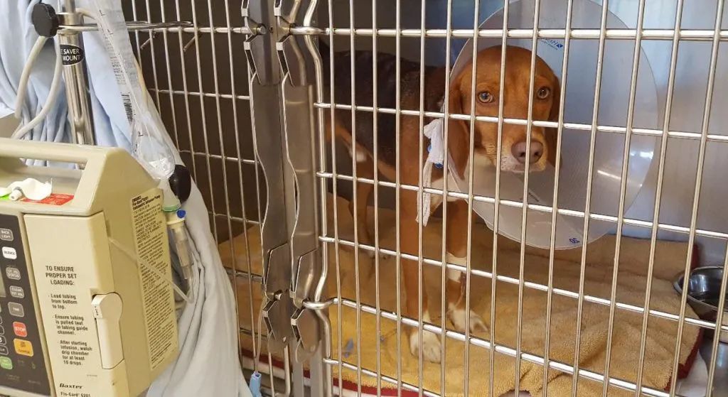 狗吃夏威夷果能自愈么,狗吃夏威夷果中毒喂蜂蜜水可以吗