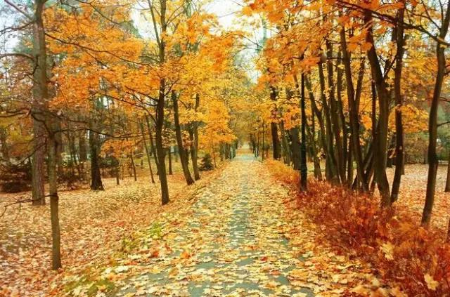 欧亨利最后一片叶子赏析,欧亨利最后一片叶子