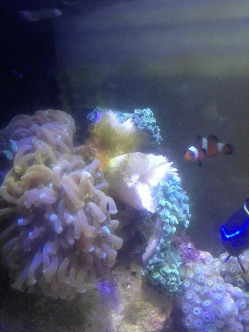 珊瑚缸正确养殖方法,珊瑚缸要怎么维持好水质