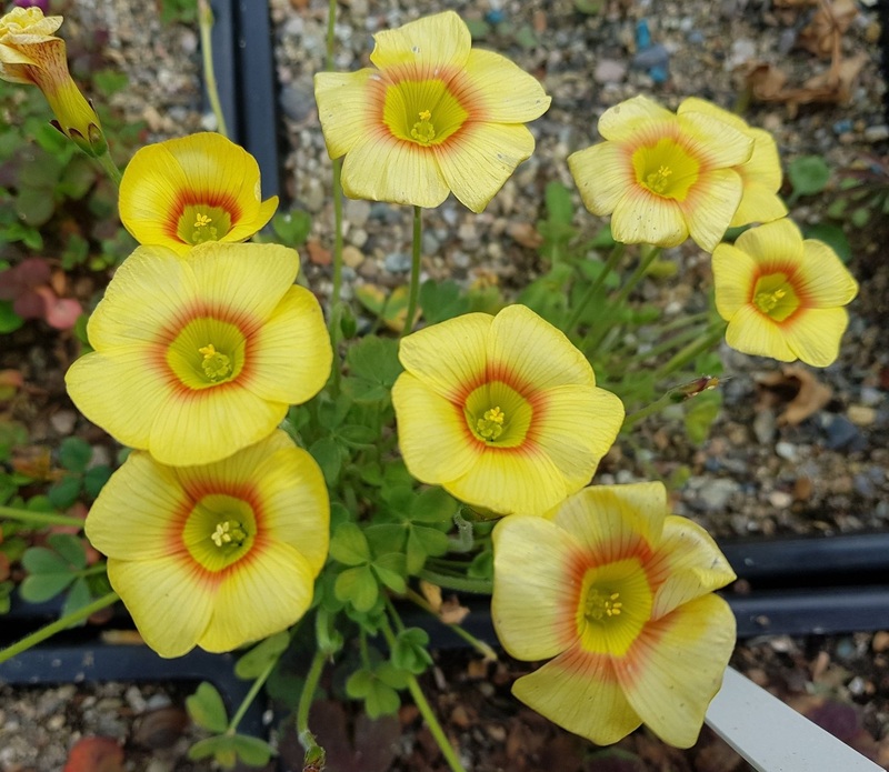 酢浆草如何播种,酢浆草从种子到发芽到开花全过程