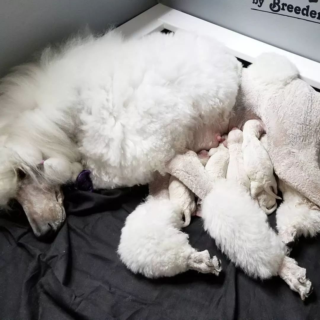 养了这么多狗狗老了都送哪去了,养了这么多年的狗都会心疼