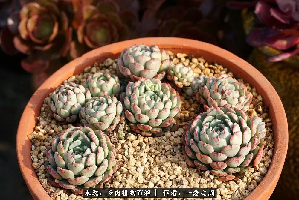 多肉牛群里的“七福神”（下）：男神篇！