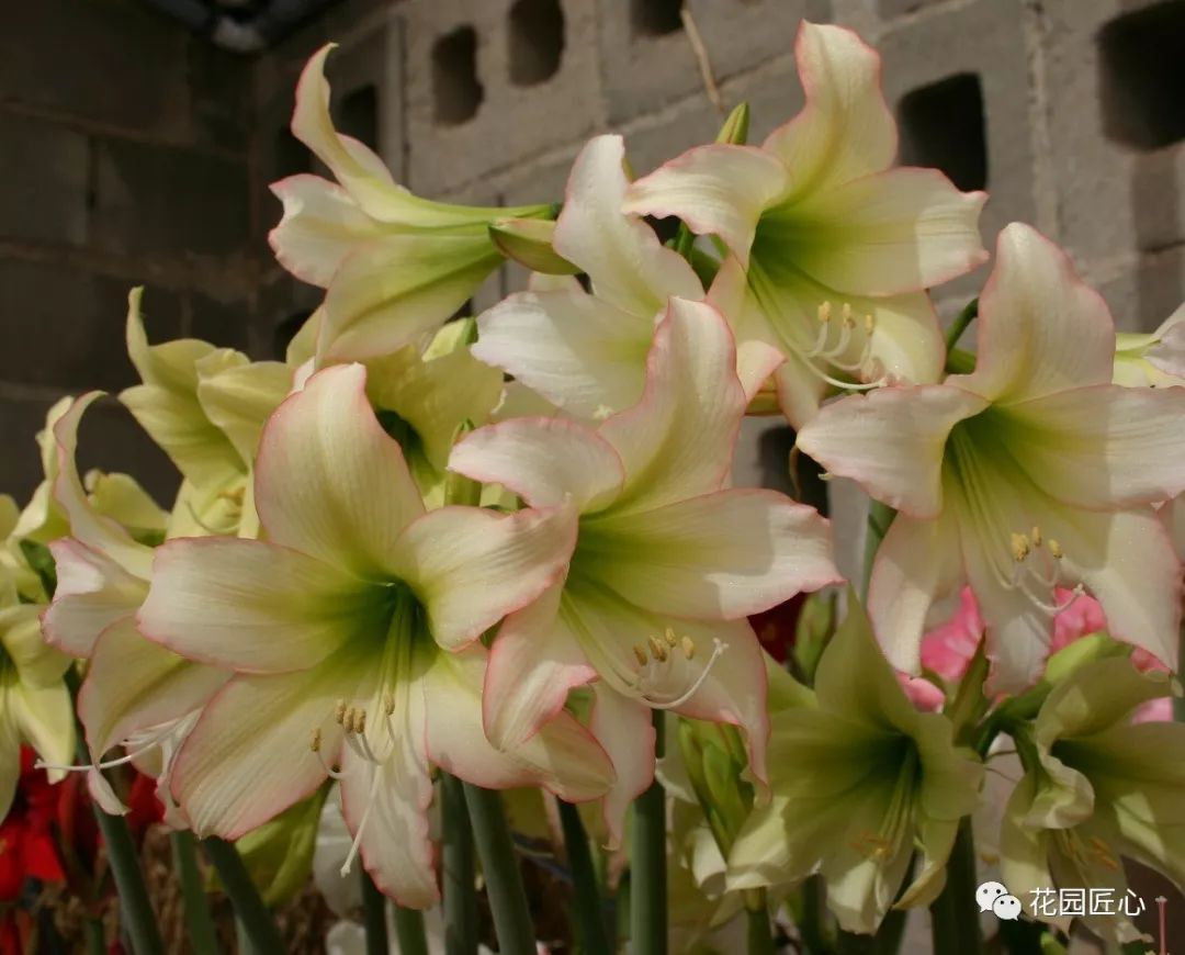 朱顶红为什么老是烂球,怎么才能让朱顶红不生小球