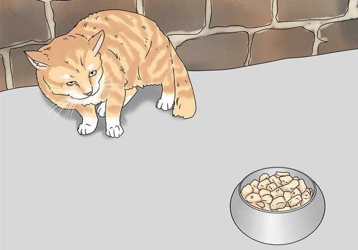 猫咪最近频繁呕吐是不是猫瘟,猫咪呕吐怎么判断是肠胃炎