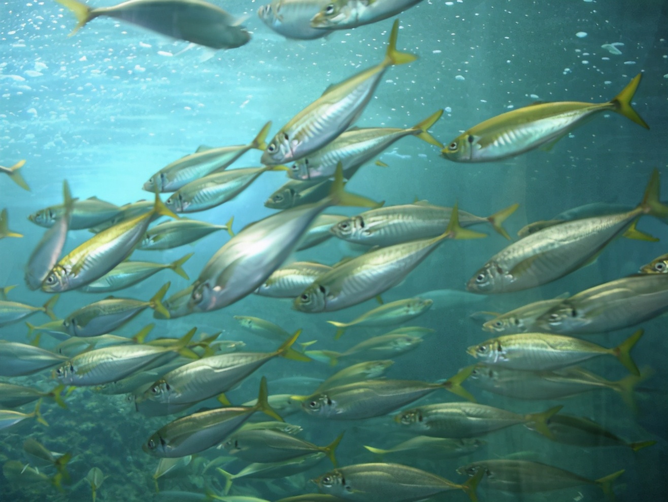 青竹鱼钓法和饵料,日本竹荚鱼的做法