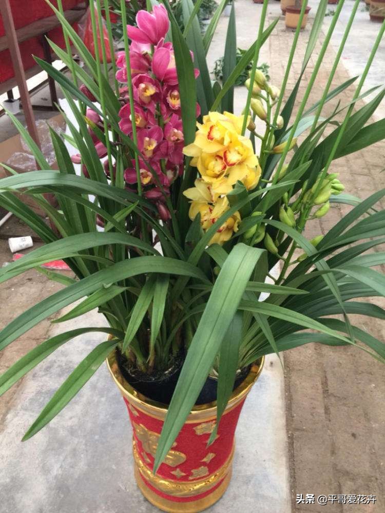 大花蕙兰花谢后换盆要去掉老土吗,蕙兰花怎么养才能旺盛容易开花