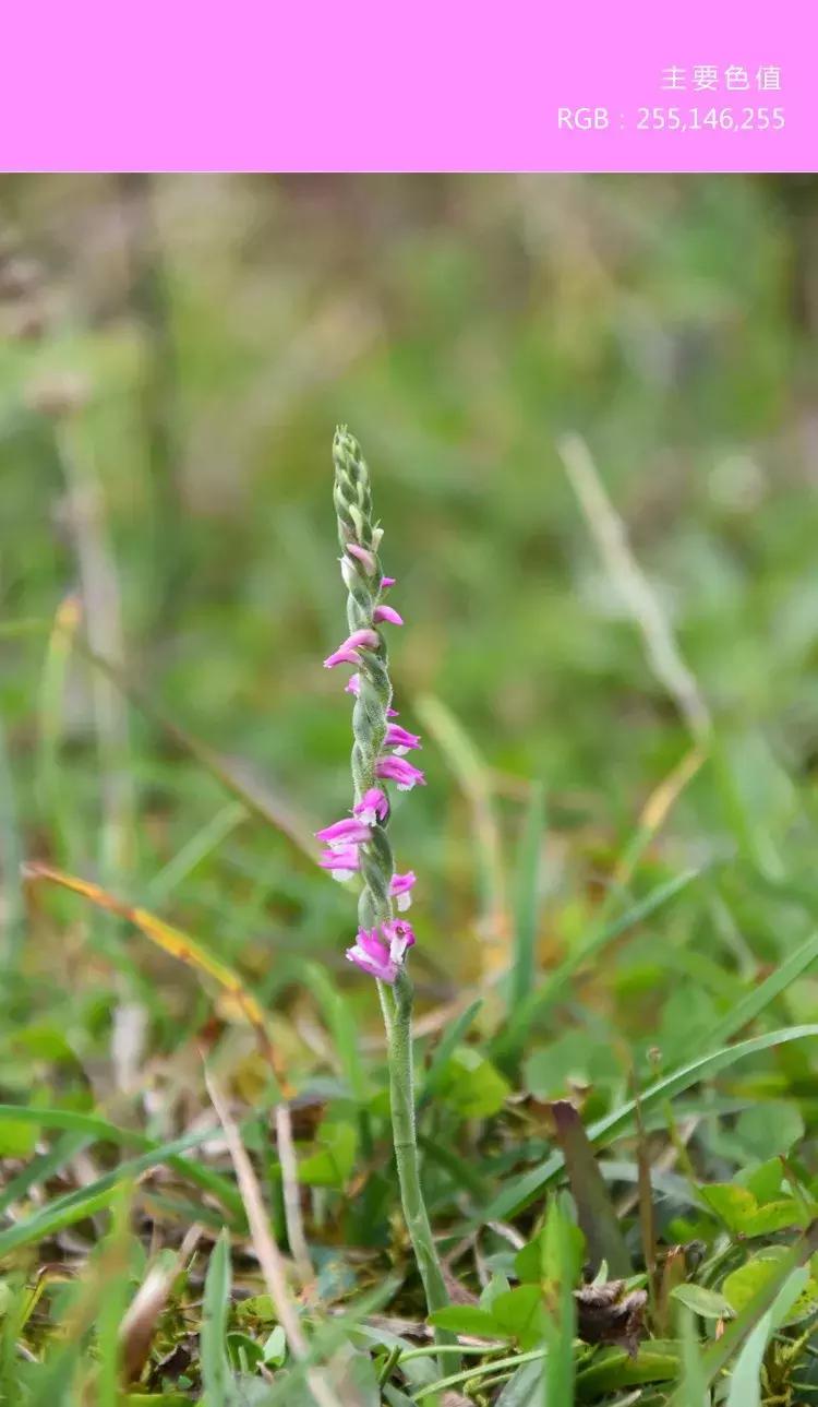 喜欢紫色的女人是不是男朋友多呀,一个喜欢紫色的女孩