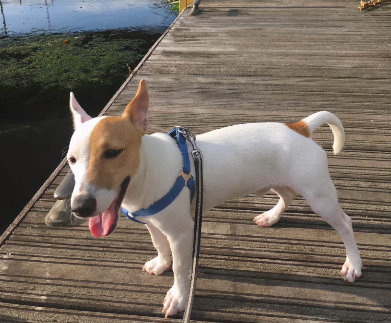 很好养不爱叫的小型犬,不吵不闹的小型犬有哪些