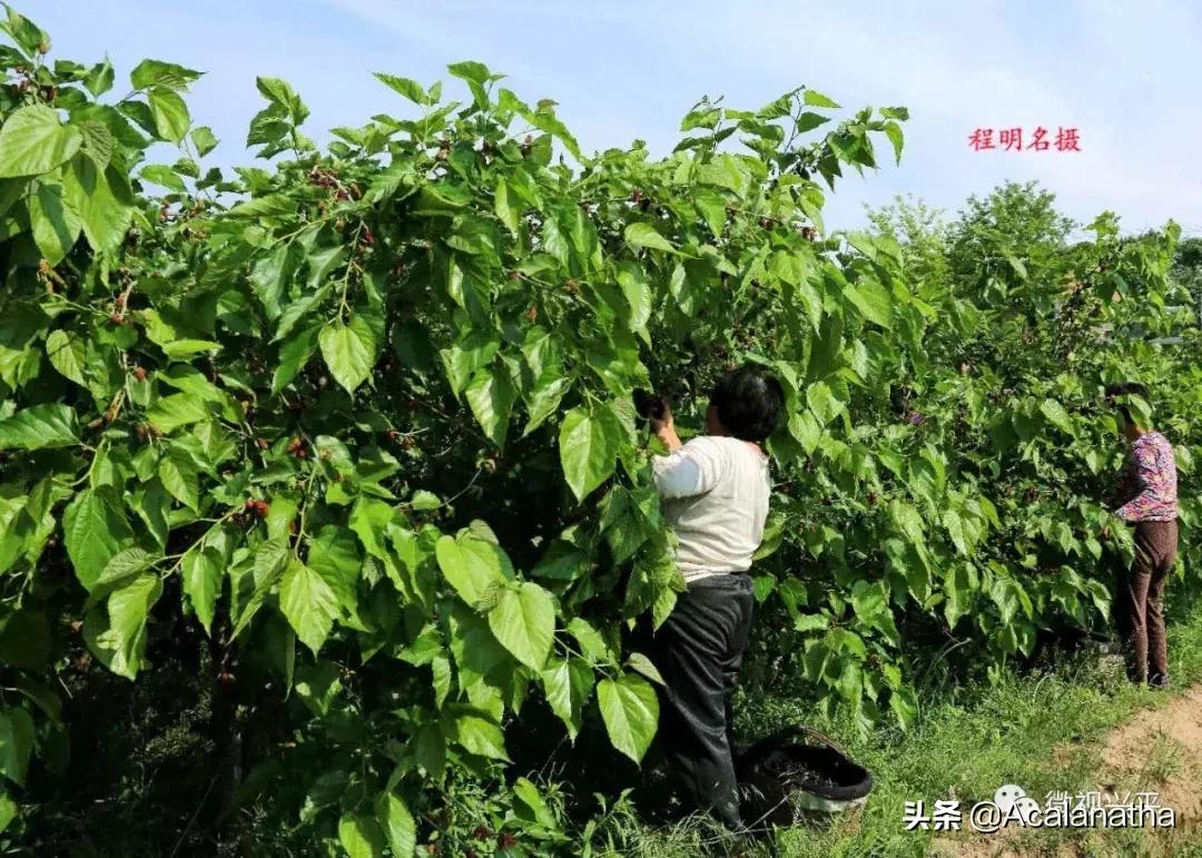 兴平千亩桑葚成熟啦！