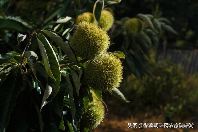 真正吃农家饭的蓟县农家院,天津蓟县梨木台农家院攻略