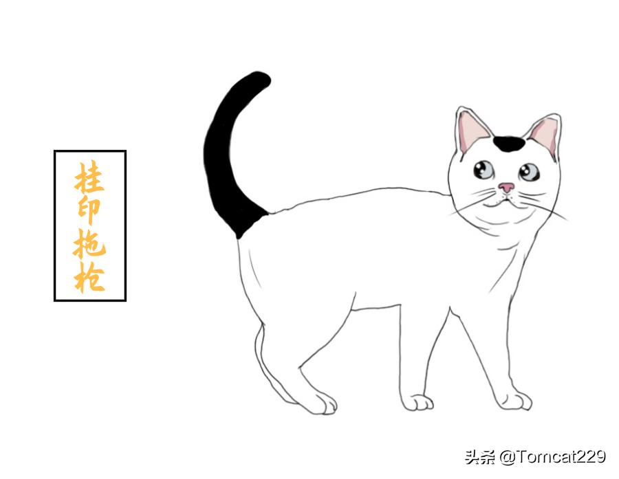 古代是如何给猫咪取名字的,古人给猫取名字