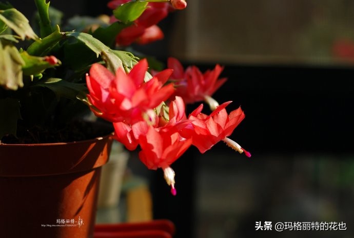 过年买点花,过年了买点什么花草