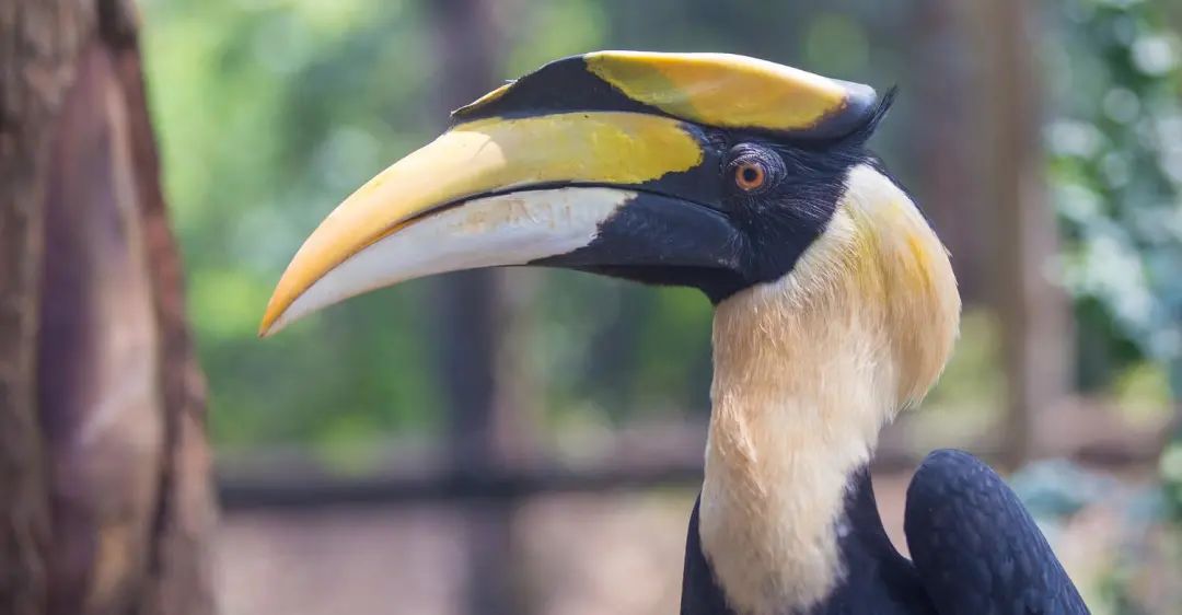 长隆野生动物世界暑假攻略,广州长隆野生动物园亲子一日游攻略