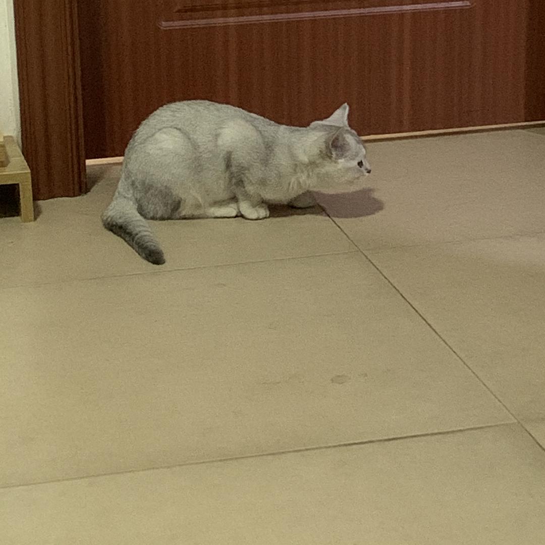 铲屎官必知判断猫咪生病的症状,铲屎官注意猫咪这个部位也需护理