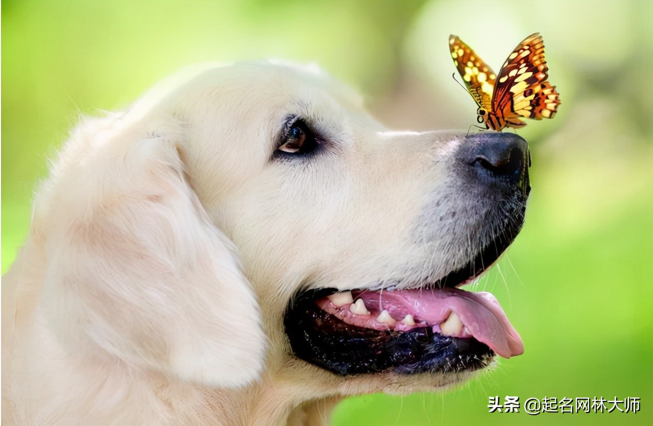 十大流行的狗狗,100个创意狗狗宠物名字