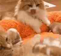 体型小的猫怀孕期间要注意什么,猫长胖只长肚子怎么办