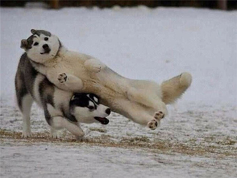 宠物狗为什么学狼叫呢,狗狗经常学狼叫是什么原因