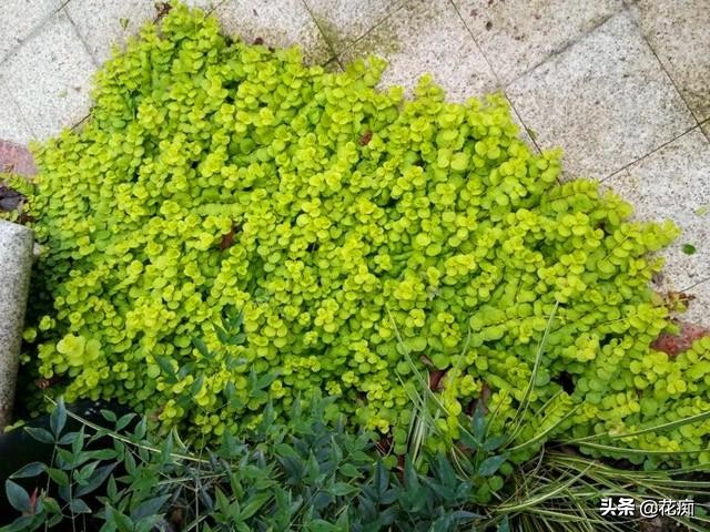 地被植物就选过路黄，轻松长成“地毯”，耐寒耐热又好看！