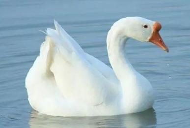 养鹅人的创业故事,养鹅的亲身经验