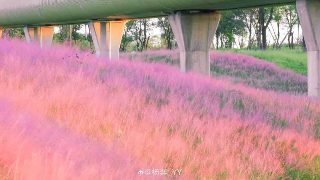 粉黛乱子草红了！成都周边这6个地方，不收门票这周就能去