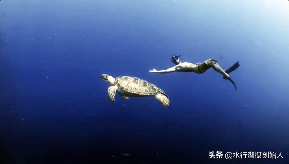 帕劳岛自由行潜水,帕劳水母湖自由潜视频