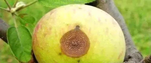 苹果树病虫害防治视频,苹果树病虫害全年防治大全