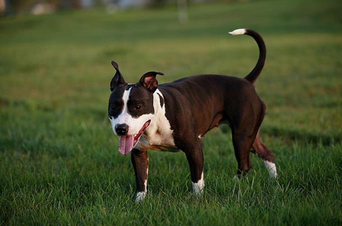 狗狗对着我叫是什么意思,狗狗对着主人叫是为什么