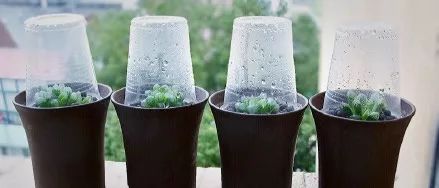 玉露闷养的方法和步骤,玉露闷养最佳温度