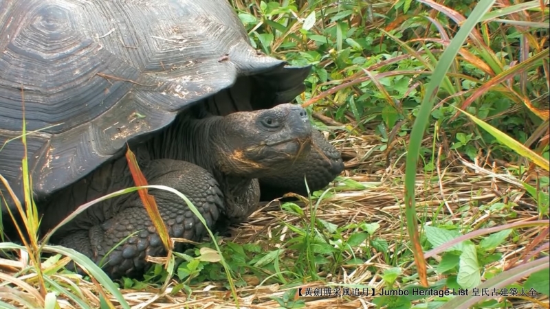 世界上最长寿的象龟多少岁,迄今发现最长寿的龟