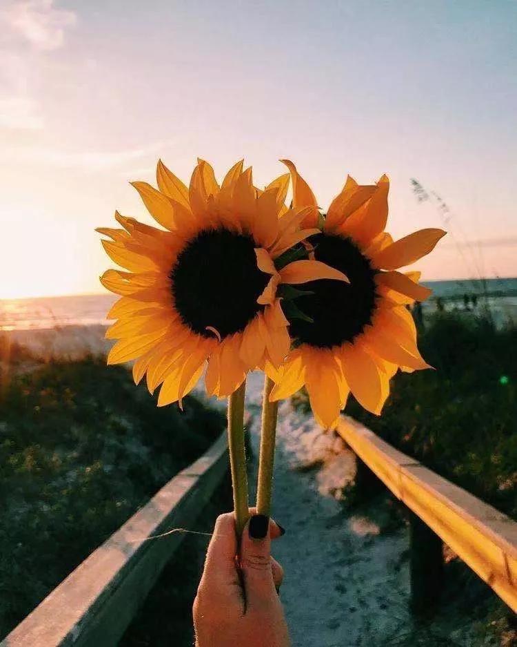 买花的套路和策略,买花的三个陷阱