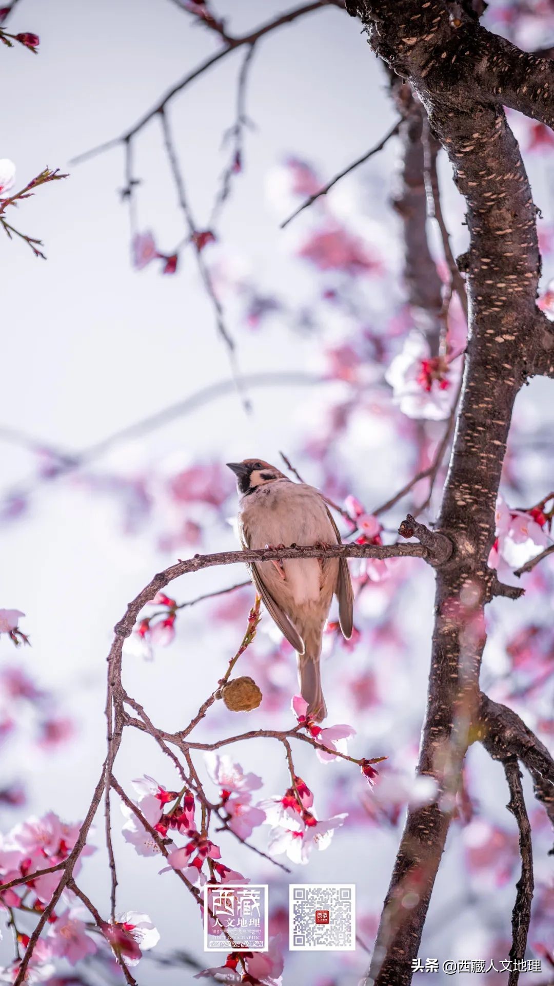 又仙气又美丽的壁纸,适合春日的绝美壁纸