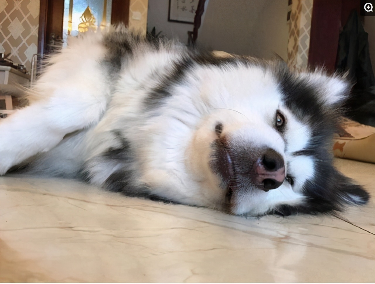 狗狗突然害怕主人浑身发抖原因,狗狗跑丢后回来发抖是什么原因