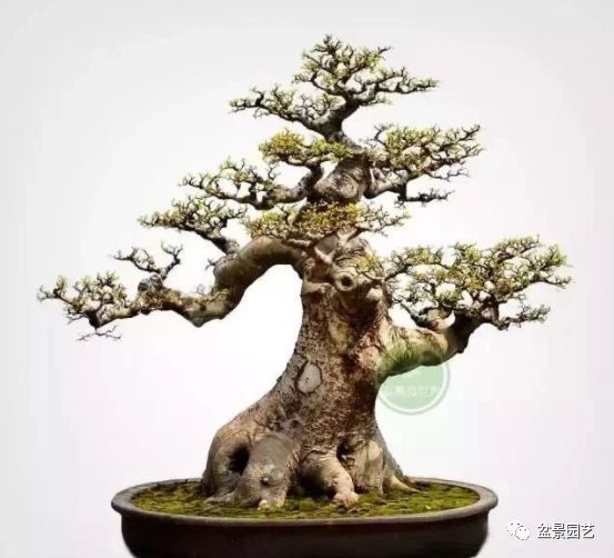 有哪些经典盆景树种,最值得收藏的六种盆景树种是哪些