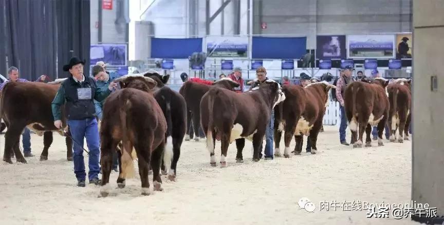 加拿大肉牛产业发展动态,加拿大肉牛发展