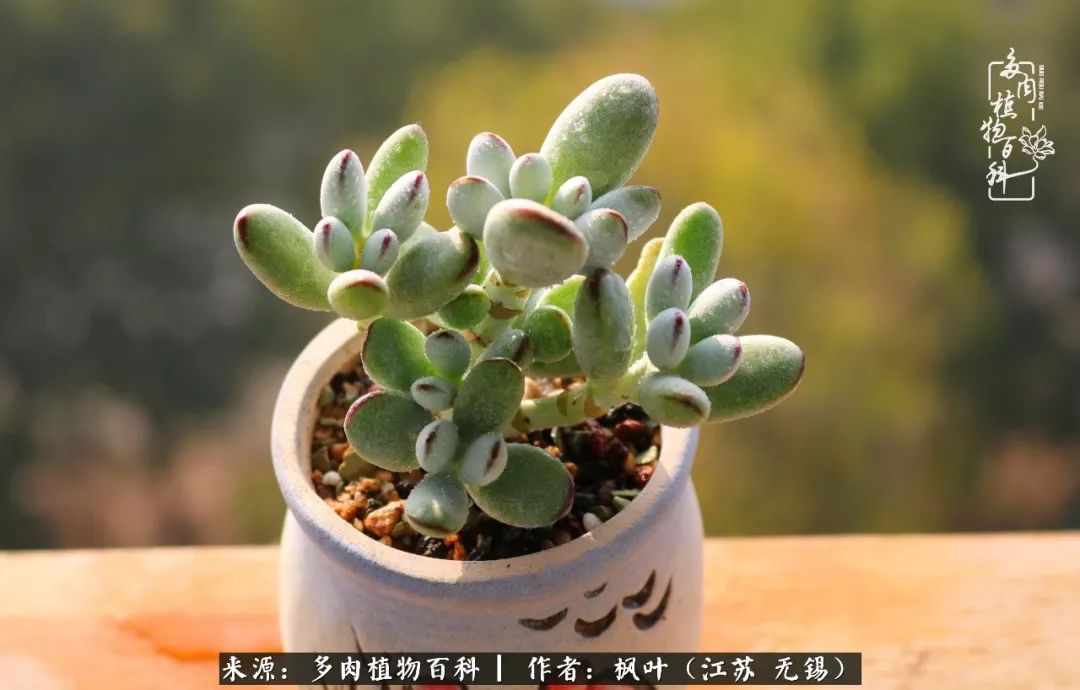 多肉与生命感悟,多肉时光