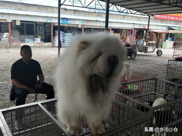 真正的狗市品种,哪里的狗市便宜品种又好种类又多