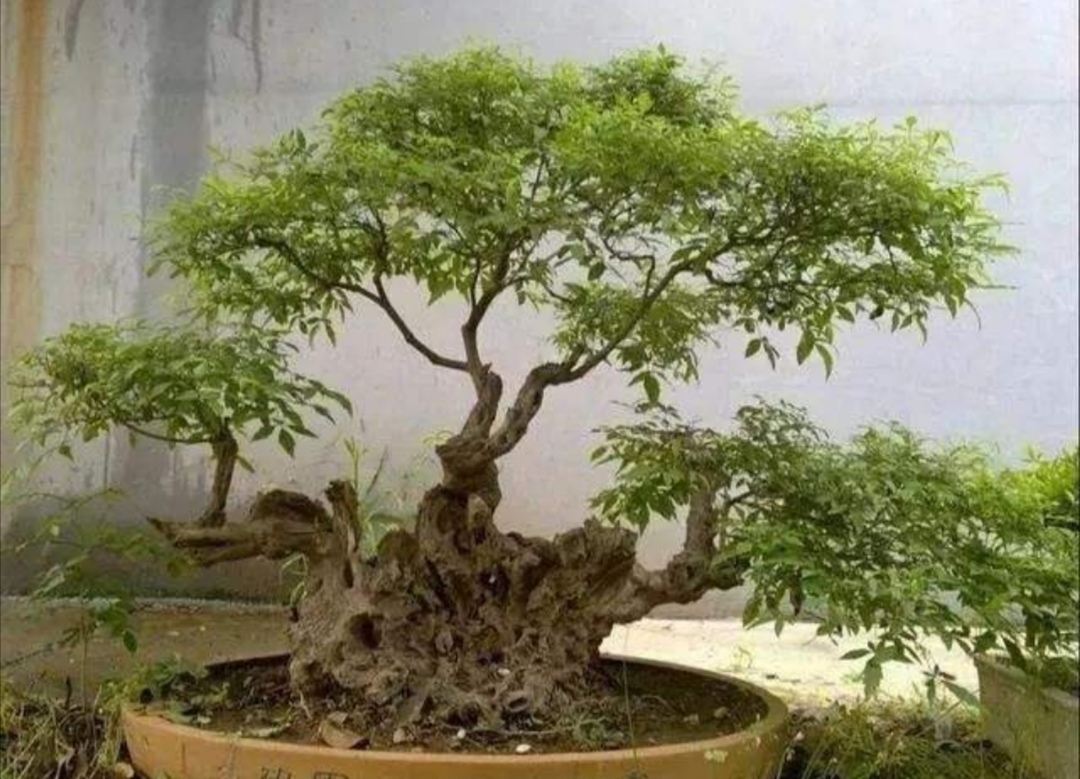 什么样的树耐寒常青可以做盆景,啥树适合做盆景的全过程