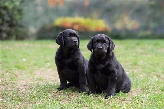 黑拉布拉多犬为什么不建议养,黑色拉布拉多成犬公犬