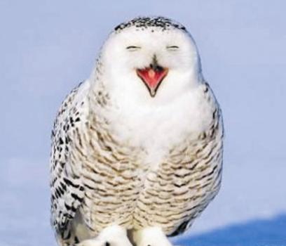 猫头鹰｜散发神秘与诡异，伟大的猎手，结果因为太萌了成了宠物