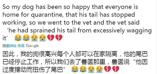 狗狗的尾巴下垂是不开心吗,狗狗尾巴尖下垂